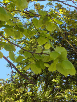 Tilia (Tilleul)