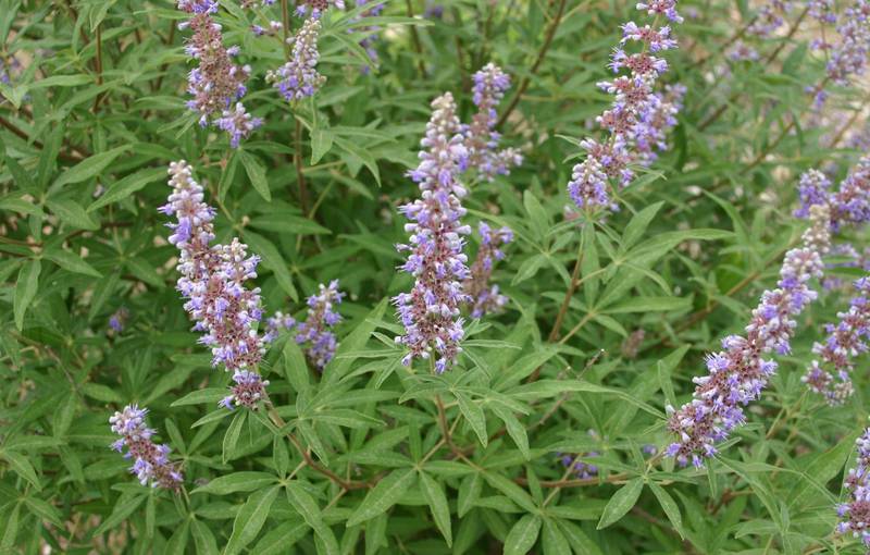 Vitex Agnus (Cactus)