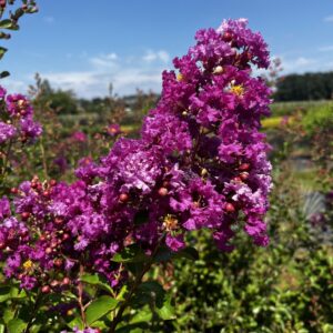 Violet d été Fleurs