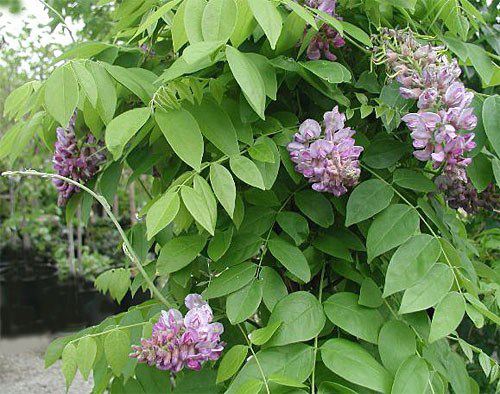 Wisteria (Glycine)