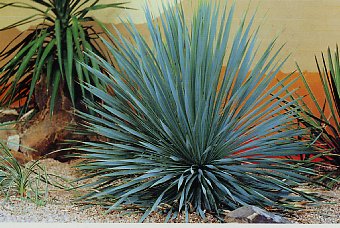 Yucca (Lys Palmier)