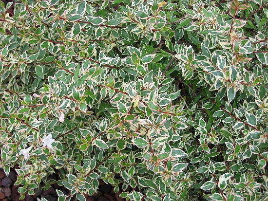 Abelia