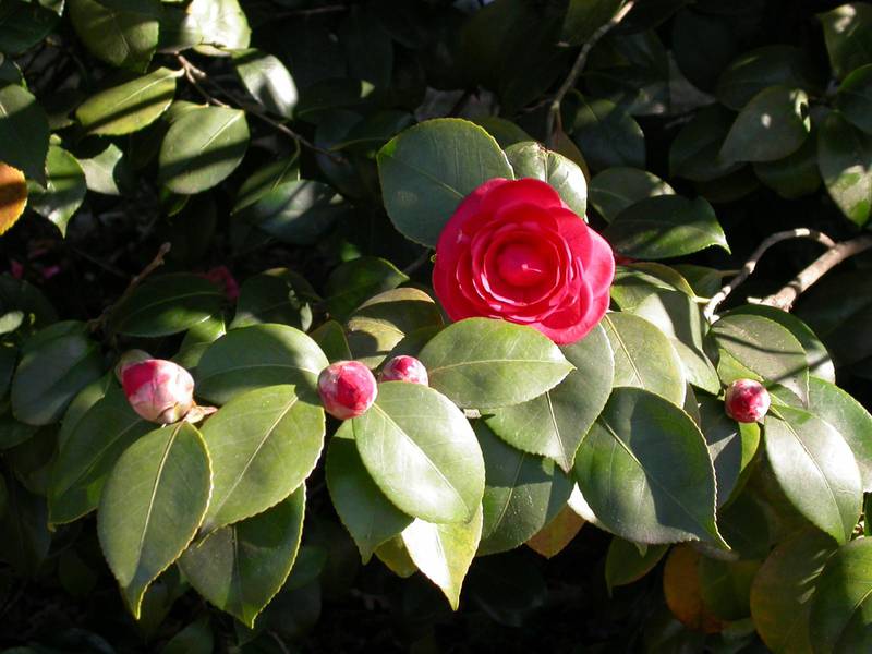 Camellia