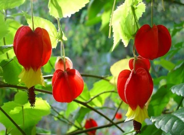 Abutilon