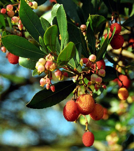 Arbutus