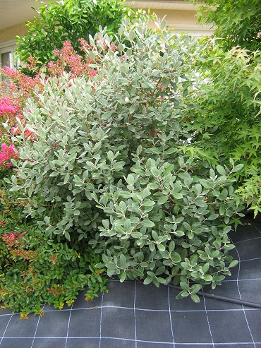 Acca Sellowiana (Feijoa)