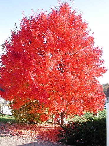 Acer (Erable)