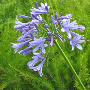 Agapanthus (Agapanthe)