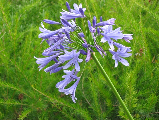 Agapanthus (Agapanthe)