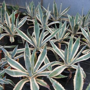 Agave Americana Variegata