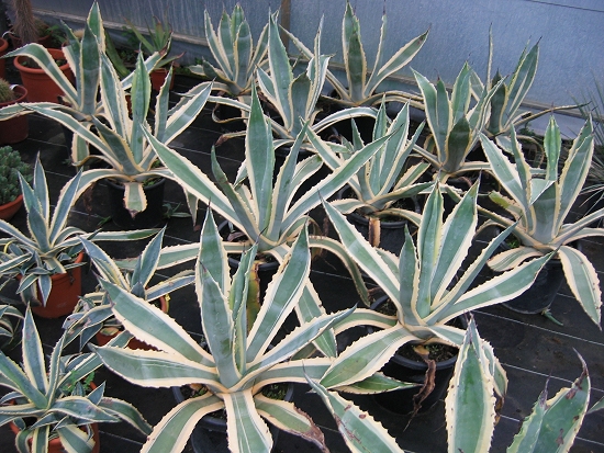 Agave Americana Variegata