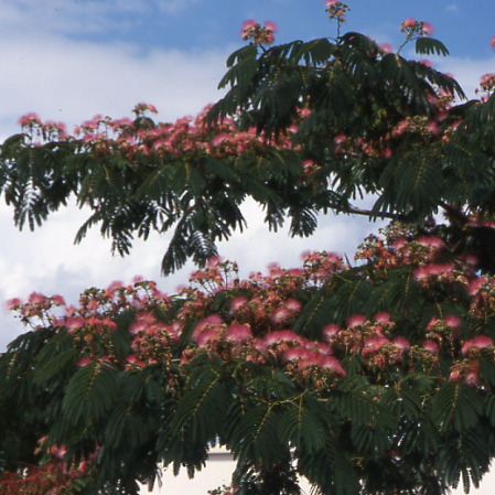 Albizzia Rouge