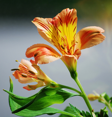 Alstromeria