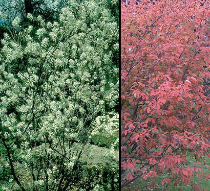 Amelanchier Canadensis