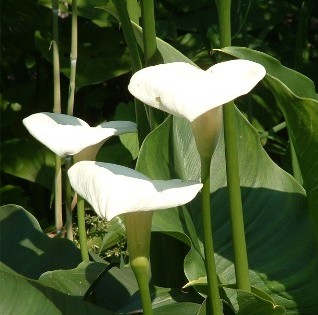 Arum