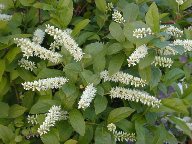 Itea Virginica