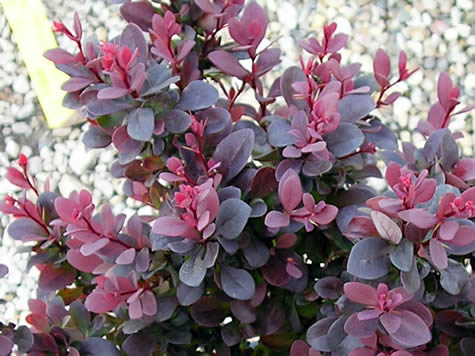 Berberis