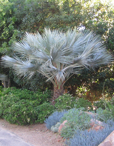 Brahea Armata