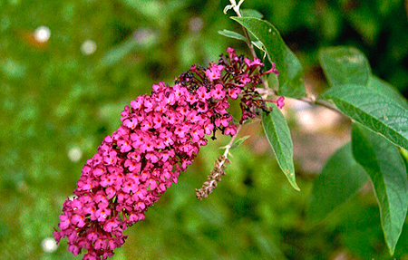 Buddleya
