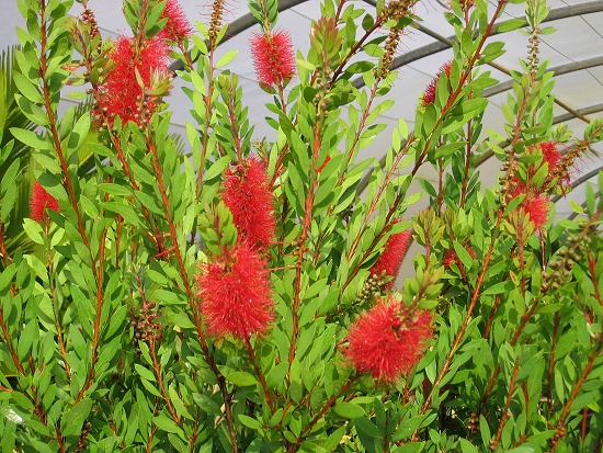 Callistemon