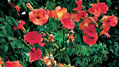 Campsis