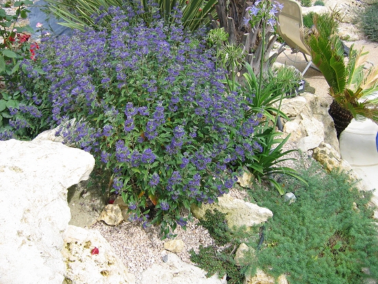 Caryopteris