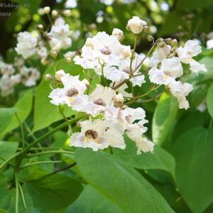 Catalpa