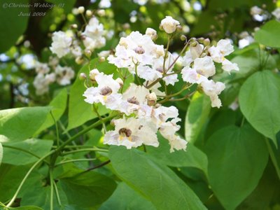 Catalpa