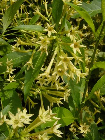 Cestrum Parquii
