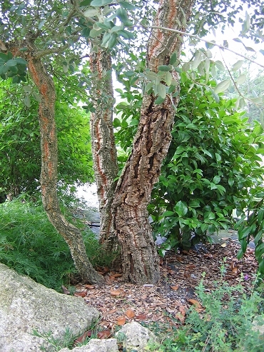 Prunus (Laurier)