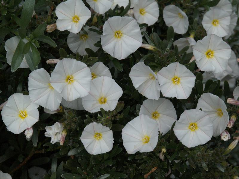 Convolvulus Cneoreum