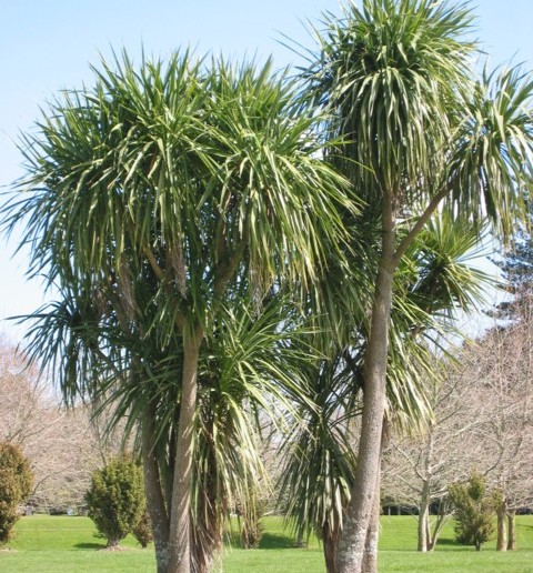 Cordyline Australis Variegata
