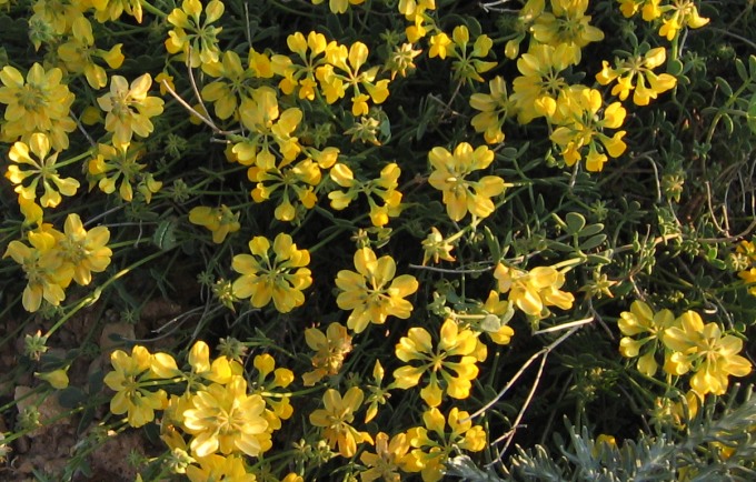 Coronilla