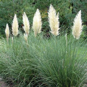 Cortaderia
