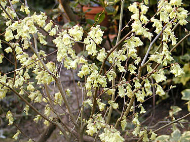 Corylus