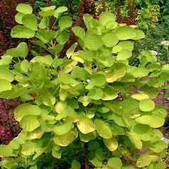 Cotinus