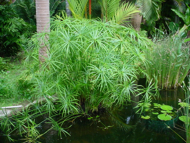 Cyperus Alternifolius