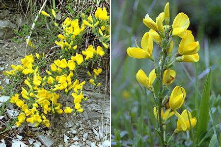Cytisus