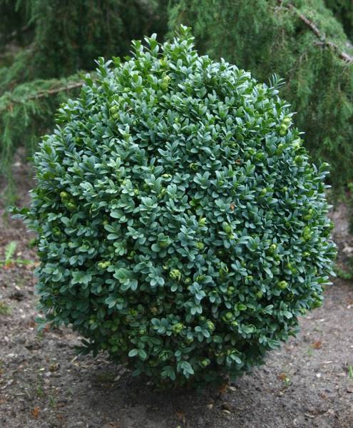 Buxus