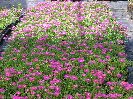 Vivace De Rocaille