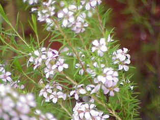 Diosma