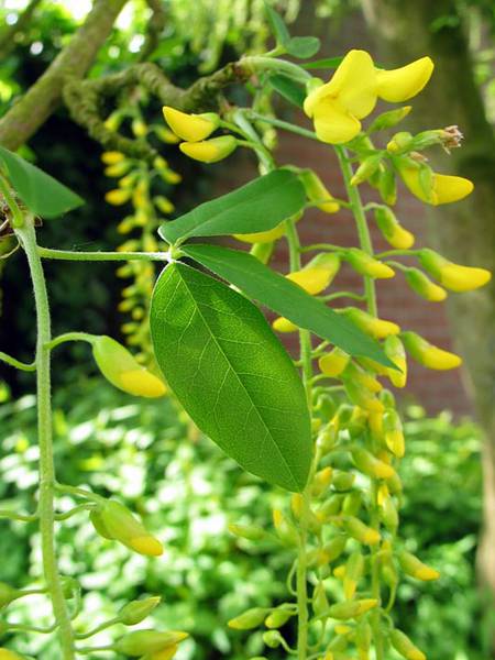 Laburnum Anagyroides (Cytise)