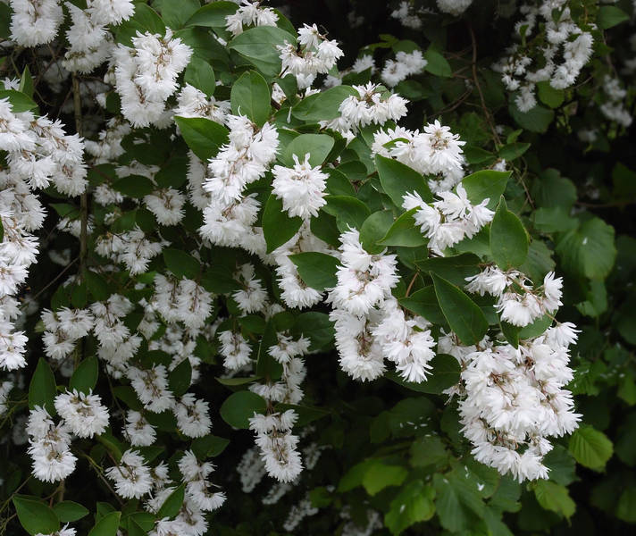 Deutzia
