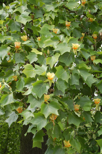 Liriodendron Tulipifera