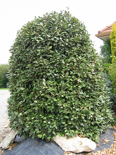 Elaegnus