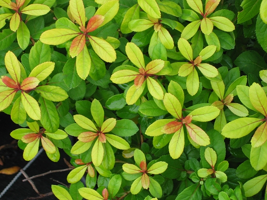 Escallonia