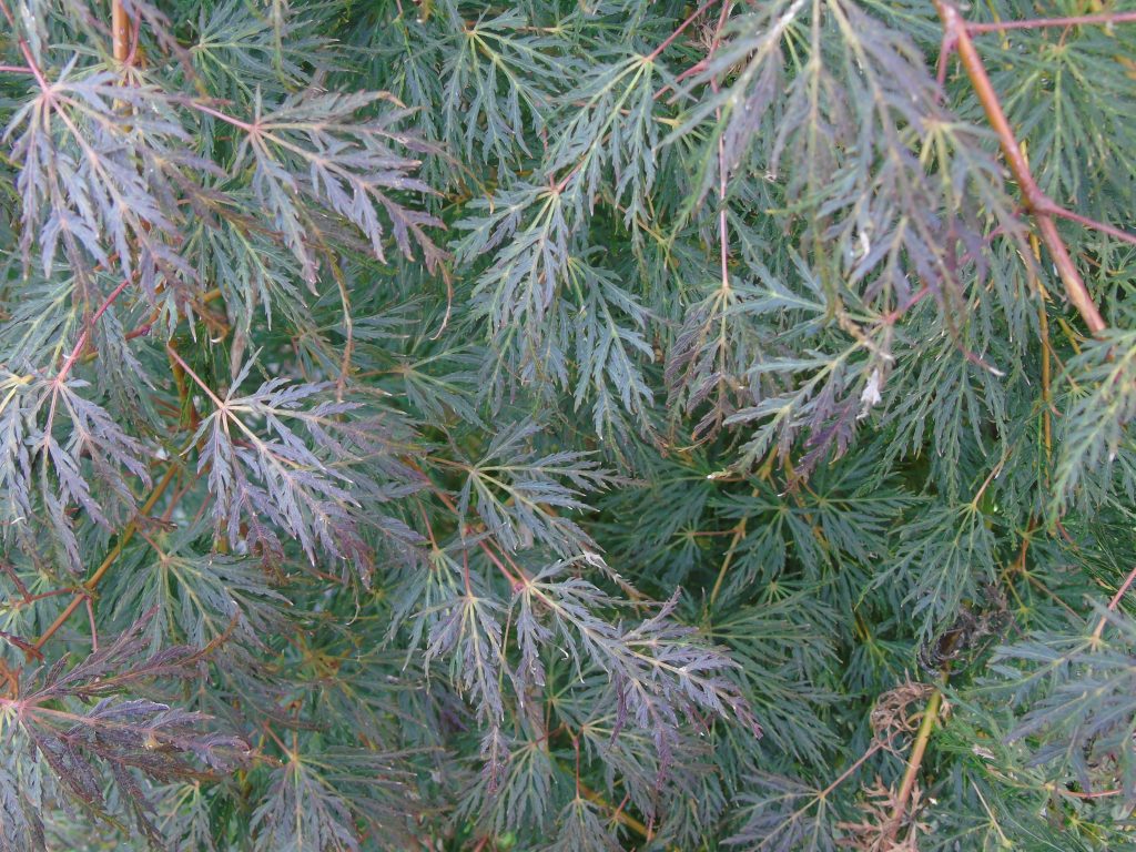 Acer dissectum 'Esmerald Lace'