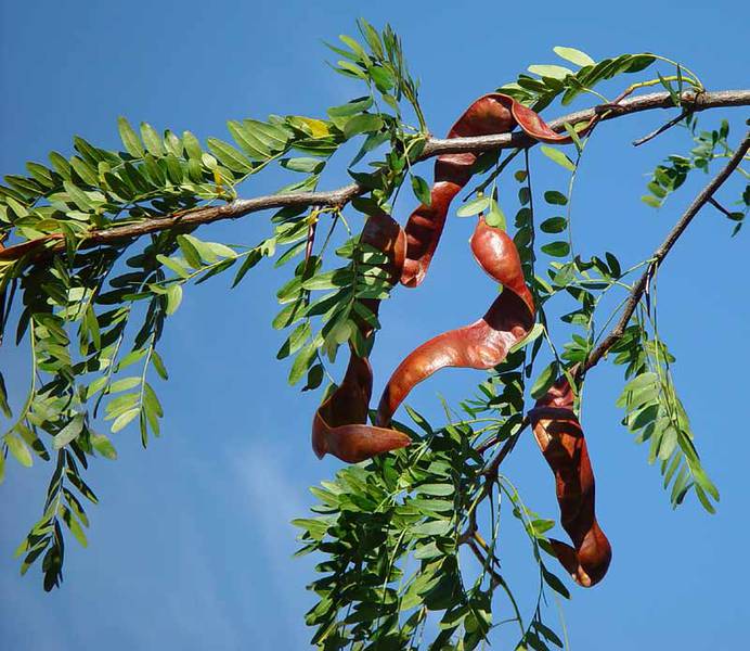 Gleditsia