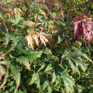 ‘Fior d’Arencio’