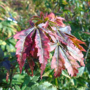 ‘Fior d’Arencio’